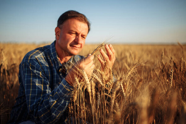 Farmer sits among golden ripen ears of wheat checking the crop specifications before harvesting. Farm worker looking at grown up grain spikelets. Agriculture, business and rural concept