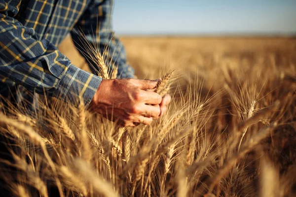 Hombre Agricultor Comprobar Calidad Del Grano Trigo Las Espiguillas Campo — Foto de Stock