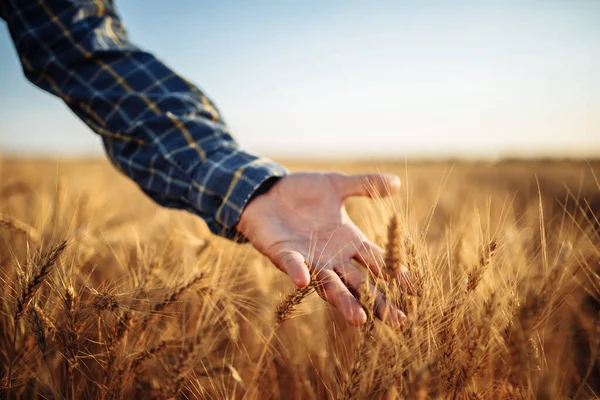 Muž Farmář Kontroluje Kvalitu Pšeničných Zrn Hřeby Poli Pracovník Mužského — Stock fotografie