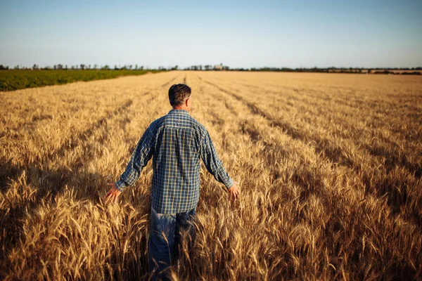 农夫走在金黄成熟的麦穗间 用手触摸田里满是谷粒的小穗 农业工人在收割前先检查新作物的质量 农村商业概念 — 图库照片