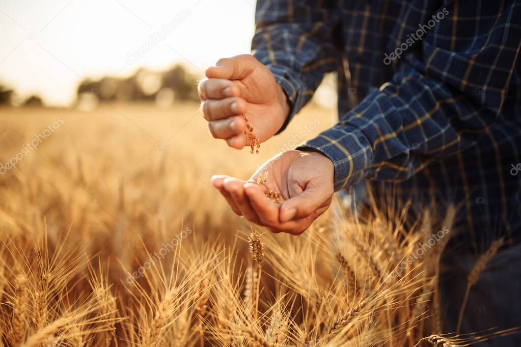 Farmer stands among the ears of wheat pours grains from hand to hand checking the quality of the new crop. Farm worker prepares for harvest analyzes wheat grade. Agriculture and business concept