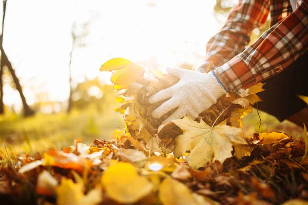 Close up of a male volunteer collects and grabs a small pile of yellow red fallen leaves in the autumn park. Cleaning the lawn from the old leaves. Gardening and seasonal communal work concept