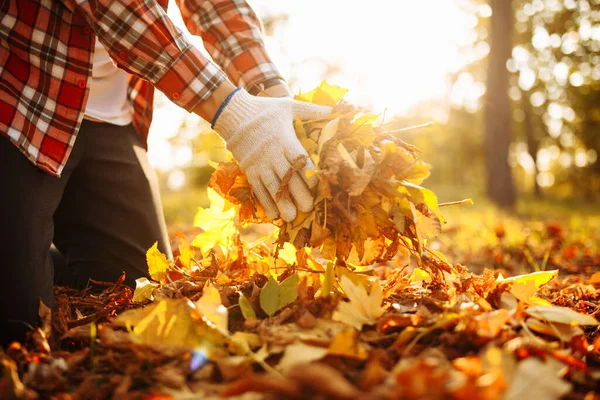Close up of a male volunteer collects and grabs a small pile of yellow red fallen leaves in the autumn park. Cleaning the lawn from the old leaves. Gardening and seasonal communal work concept