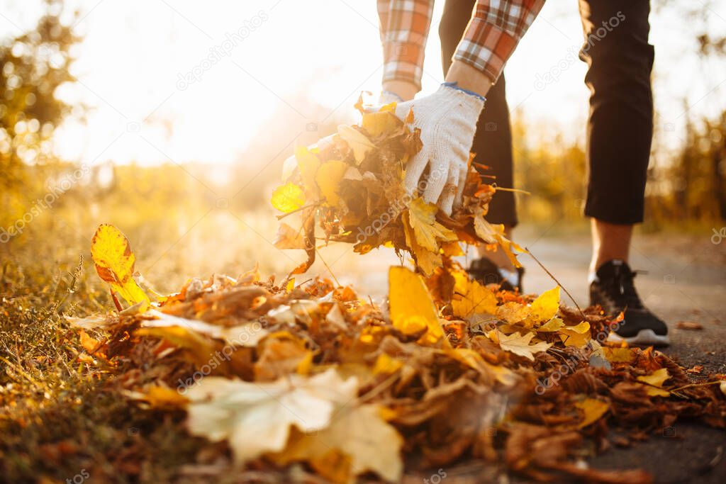 Closeup of man's hands collecting a pile of yellow and red old fallen leaves near the park alley. Male volunteer picks up a stack of leaves wearing working gloves. Communal cleaning services concept
