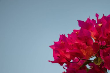 Seçici odak, Pembe bougainvillea baharda çiçek açıyor