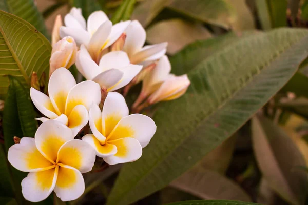 Ramo Com Flores Amarelas Frangipani — Fotografia de Stock