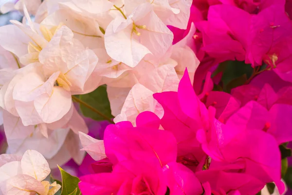 Färsk Mycket Rosa Allamanda Blommor Med Blommar Utomhus Trädgård — Stockfoto