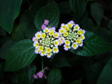 mor çiçeklerile beyaz