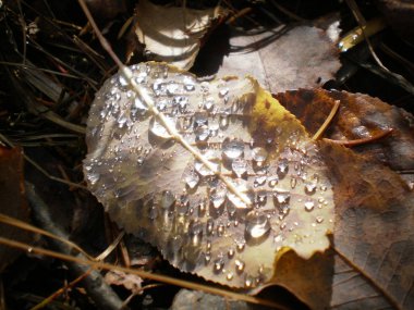 huş yaprağı üzerinde çiy damla