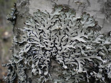 kabuk liken makro çekim