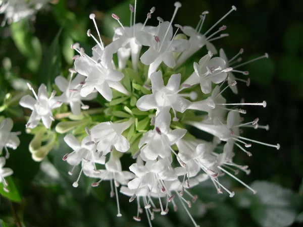 Malé Bílé Květiny Snímek Makra — Stock fotografie