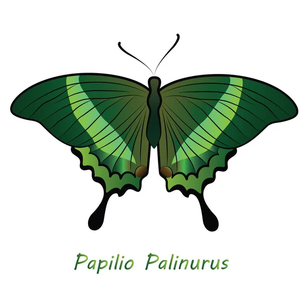 Festett Pillangó Latin Nevével Papilio Palinurus Fehér Alapon — Stock Vector
