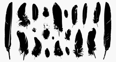 Beyaz arka planda doğal tüylerden oluşan bir siluet koleksiyonu. Beyaz arkaplandaki vektör illüstrasyonu izole nesneler.