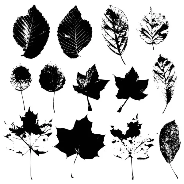 Coleção de silhuetas pretas de folhas naturais em um fundo branco. — Vetor de Stock