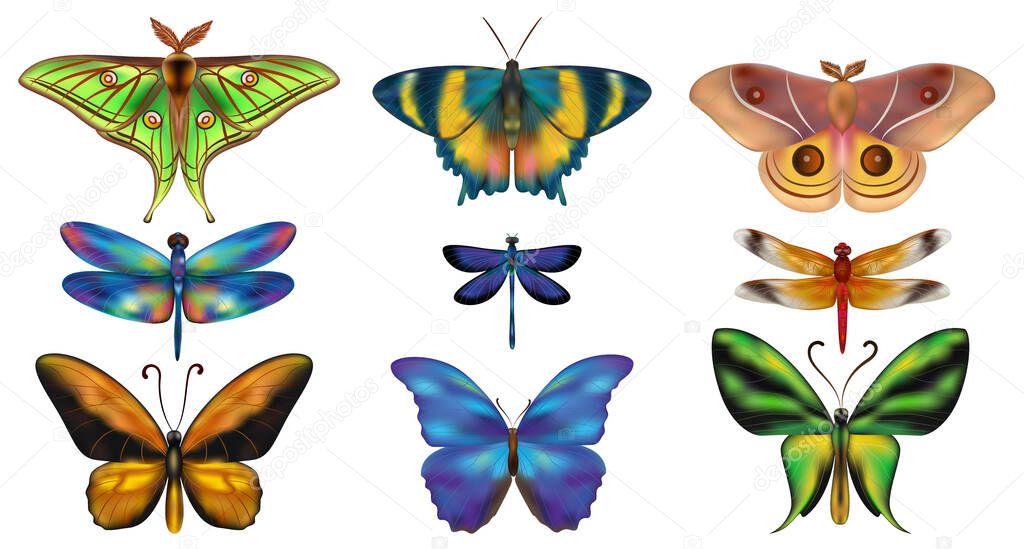 Set of various insects flat design. Realistic butterflies and dragonflies. Insect icons flat set. Tropical butterflies