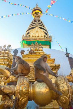 Katmandu, Nepal'deki Swayambhunath stupa'daki maymunlar