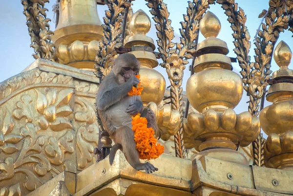 Μαϊμού για τη Στούπα swayambhunath στο Κατμαντού, Νεπάλ — Φωτογραφία Αρχείου