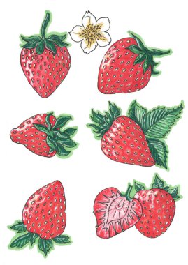 Yaprakları ve beyaz bir arka plan üzerinde bir çiçek ile çeşitli açılarda Kırmızı çilek