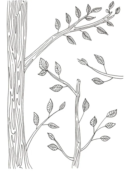Κλαδιά δέντρων με φύλλα σε λευκό — Φωτογραφία Αρχείου