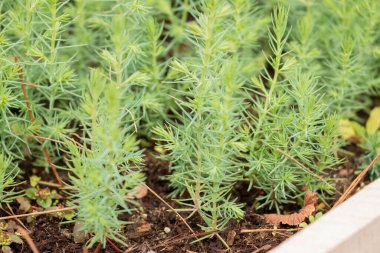 germinacin de arboles para reforestar