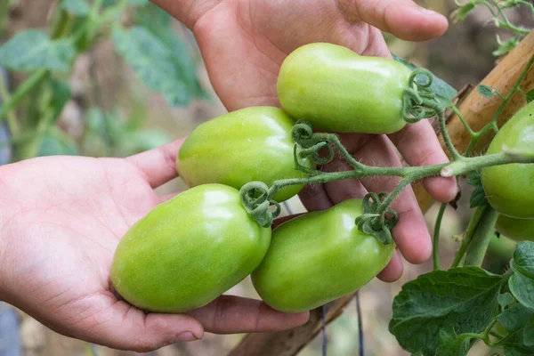 Manojo Tomates Verdes Cuajados —  Fotos de Stock