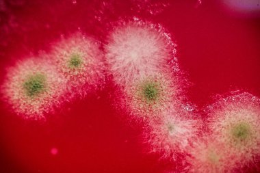 küflü kırmızı meyve jöle makro fotoğraf