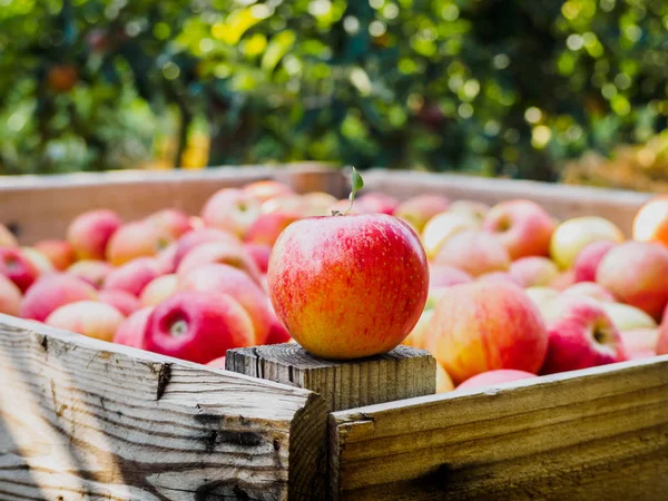 Red apple on a wooden palot in the field of apple trees