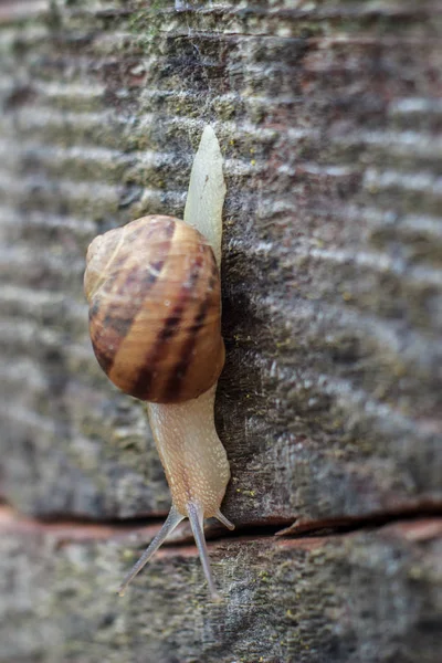 Live Snail Wild Countryside — Stock Photo, Image