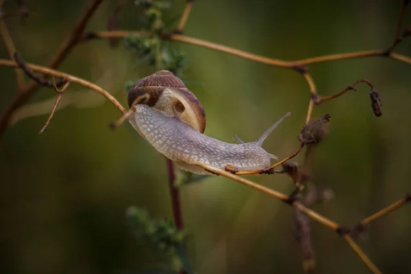 Live Snail Wild Countryside — Stock Photo, Image