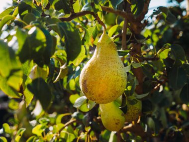 Konferans armut hasadı, tarlada elle top