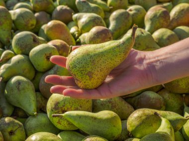 Konferans armut hasadı, tarlada elle top