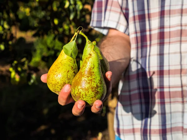 Conference pear harvest, hand-picked in the field