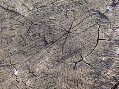 Ağaç dokusu, ağaç gövdesi.