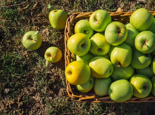 Kırsalda bir sepetin içinde toplanmış yeşil elmalar.