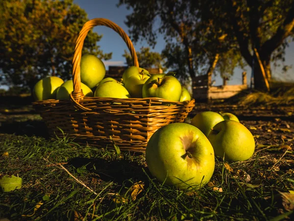 Maçãs Verdes Plena Colheita Uma Cesta Campo — Fotografia de Stock