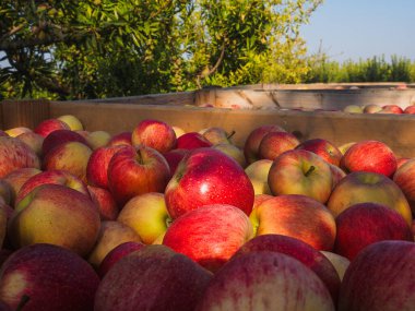 Yıllık hasat döneminde içi olgun elma dolu tahta kasalar. Tarım kavramı