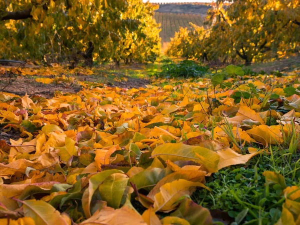 Rzędy Brzoskwiń Drzew Owocowych Jesienią Liście Pierwszym Planie Skupienie Selektywne — Zdjęcie stockowe