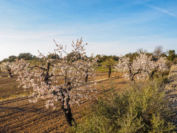 Поле Цветущих Миндальных Деревьев Полном Расцвете Каталонии Испания — стоковое фото