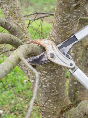 Genç bir elma ağacını sonbahar bahçesinde bahçe bekçileriyle budamak.