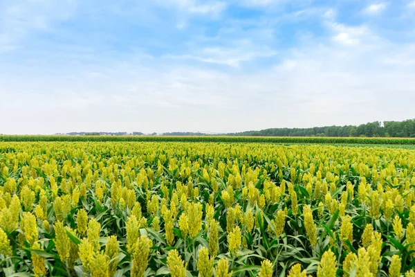 Sorghum — Stockfoto