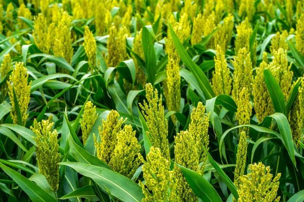 Sorgo — Foto de Stock