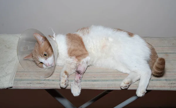 Katze Nach Operation Operation Bein Beinnähen Verbandung — Stockfoto