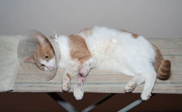 Gatto Dopo Intervento Operazione Alla Gamba Gamba Cucire Bendaggio — Foto Stock