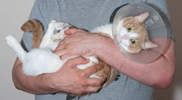 Katze Nach Operation Den Armen Eines Mannes Kranke Katze — Stockfoto