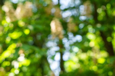 Bulanık yeşil arka plan. Yaratıcılığın için mükemmel bir geçmiş. arkaplan bulanık