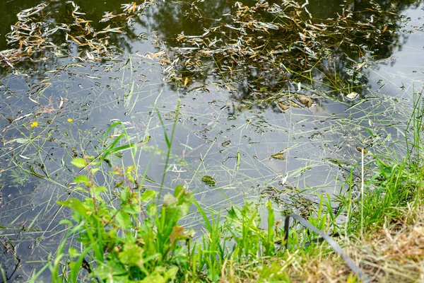 the water near the river is polluted with garbage and tree leaves. polluted river