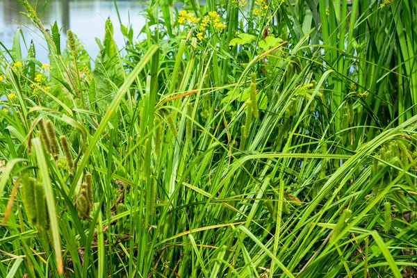 Höga Gröna Vass Växer Flodstranden — Stockfoto