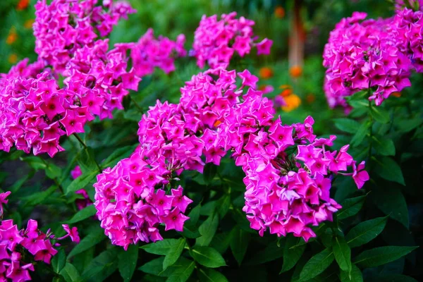 Rosa Blommor Trädgården Bush Ljusa Rosa Blommor Rabatten Matiola Nattviolett — Stockfoto