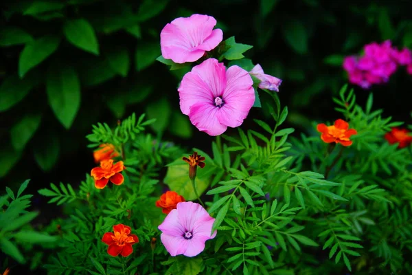 Çiçek Tarhında Pembe Çiçekler Sabah Pembesi Küçük Pembe Çiçek Çanı — Stok fotoğraf