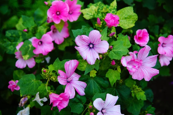 花壇のピンクの花 朝の栄光ピンク 小さなピンクの花の鐘 — ストック写真